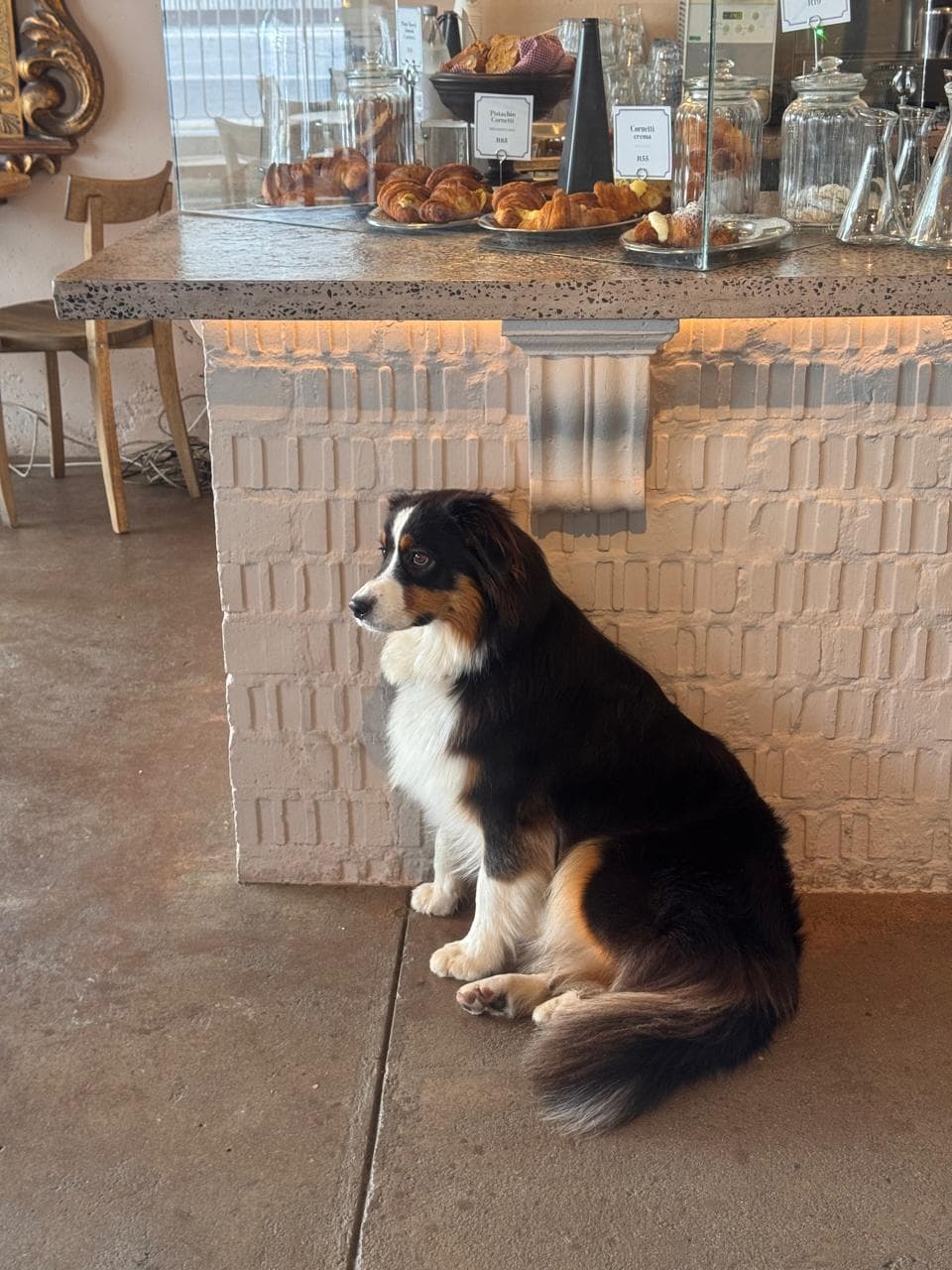 Nila, Lello's beloved Australian Shepherd, sitting by the counter